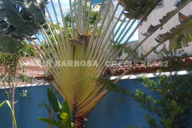 Casa a venda em coroa vermelha - Foto 16